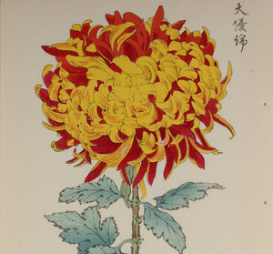 Bekijk de serie 100 chrysanthemums by Keika (bloemen)