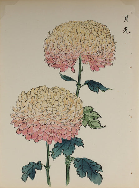 100 chrysanthemums by Keika - p11