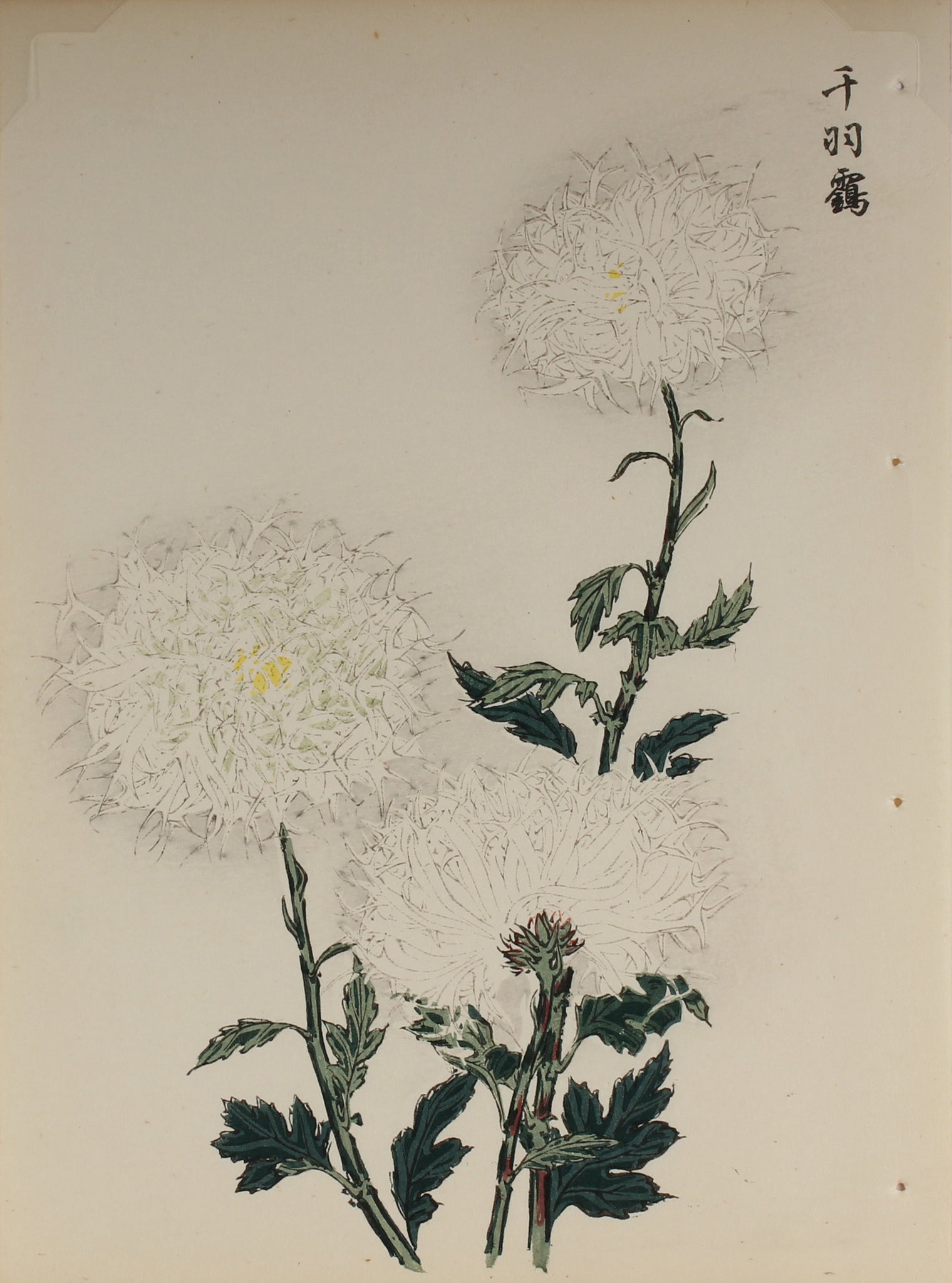 100 chrysanthemums by Keika - p13