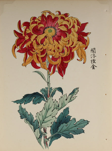 100 chrysanthemums by Keika - p15
