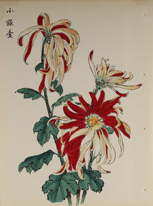 100 chrysanthemums by Keika - p16