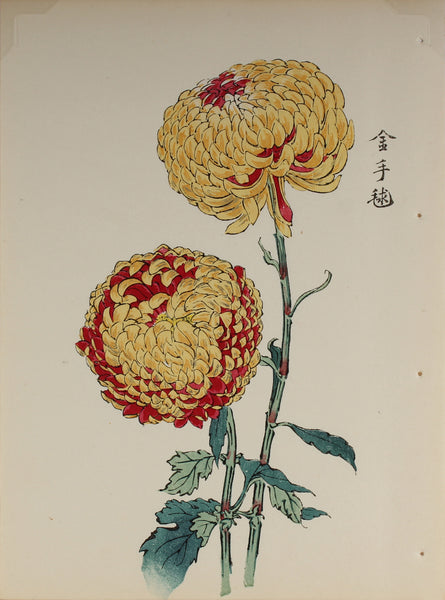 100 chrysanthemums by Keika - p17