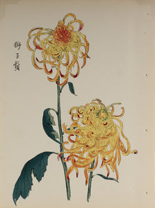 100 chrysanthemums by Keika - p18