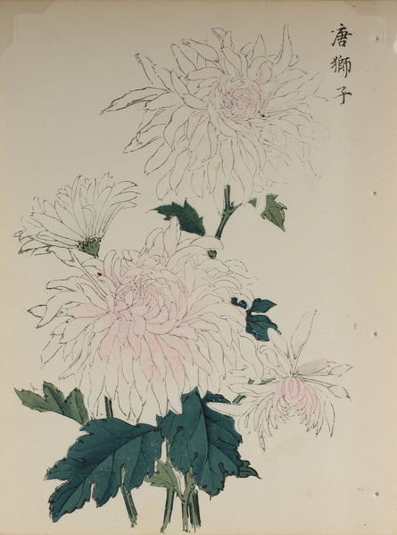 100 chrysanthemums by Keika - p19