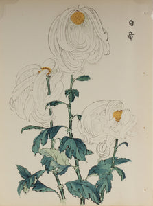 100 chrysanthemums by Keika - p20