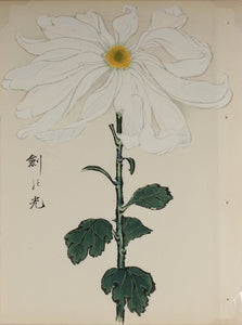 100 chrysanthemums by Keika - p2