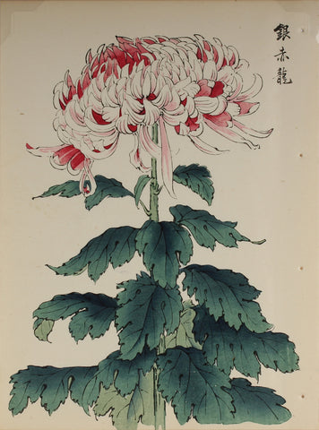 100 chrysanthemums by Keika - p21