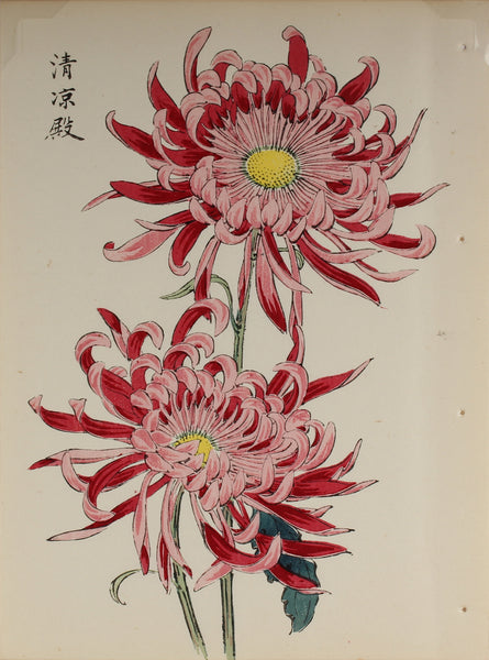 100 chrysanthemums by Keika - p22
