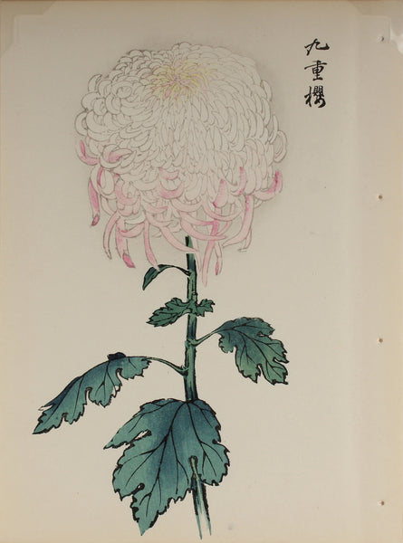 100 chrysanthemums by Keika - p23