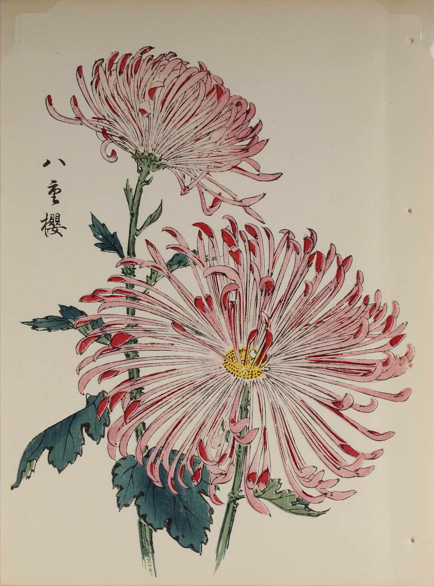 100 chrysanthemums by Keika - p24