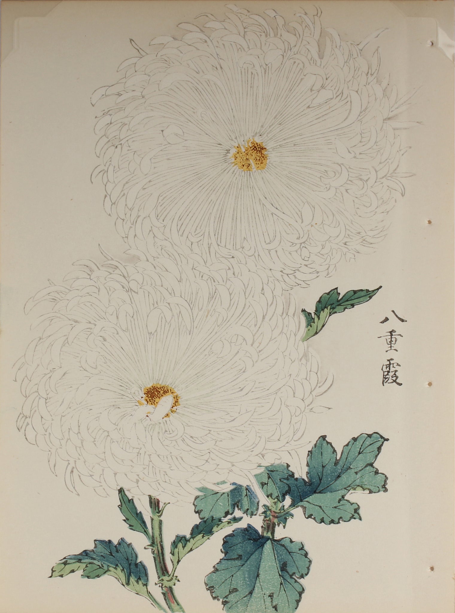 100 chrysanthemums by Keika - p25