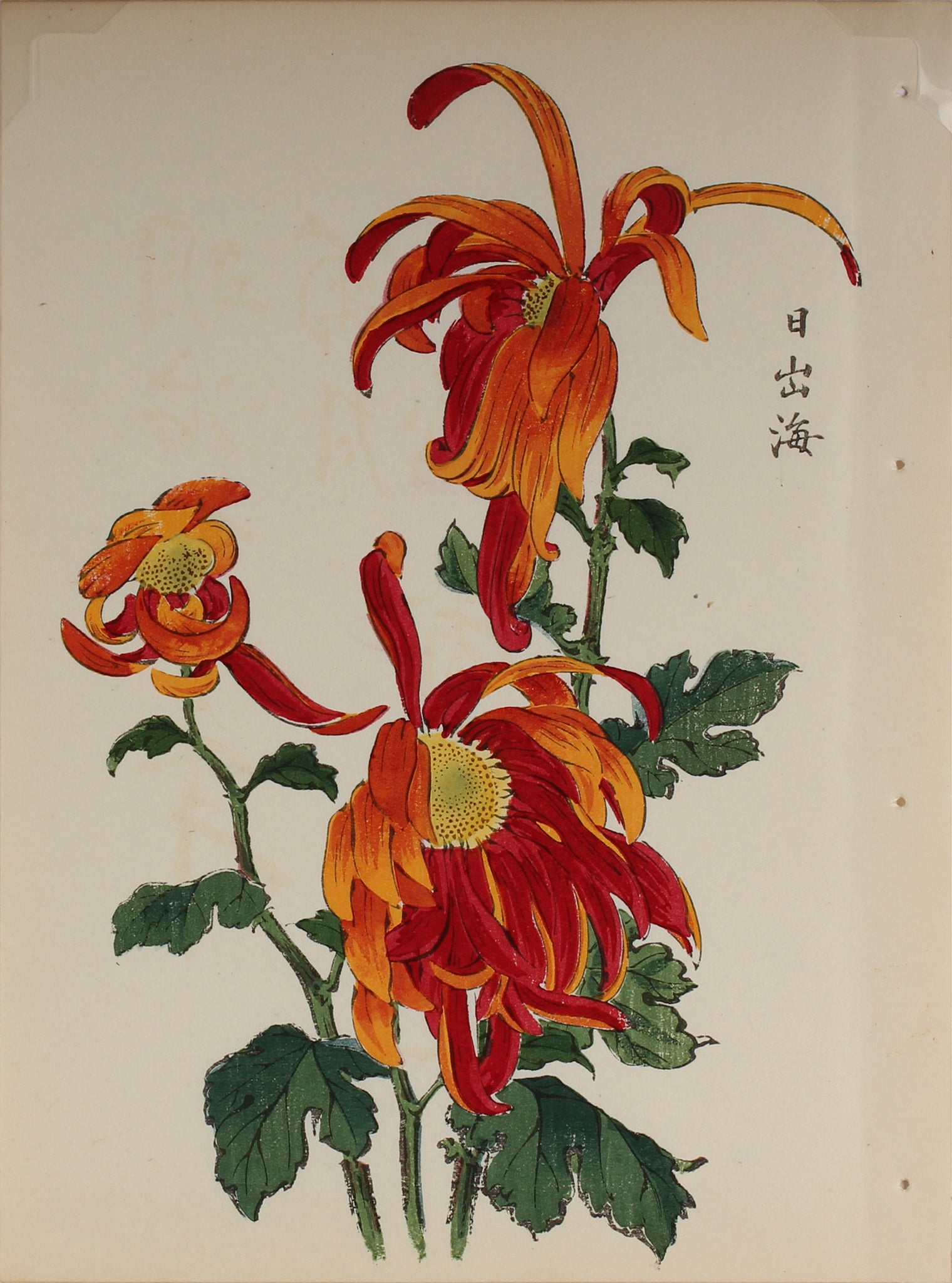 100 chrysanthemums by Keika - p26