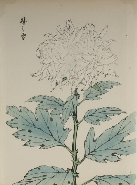 100 chrysanthemums by Keika - p27