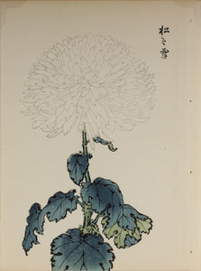 100 chrysanthemums by Keika - p28