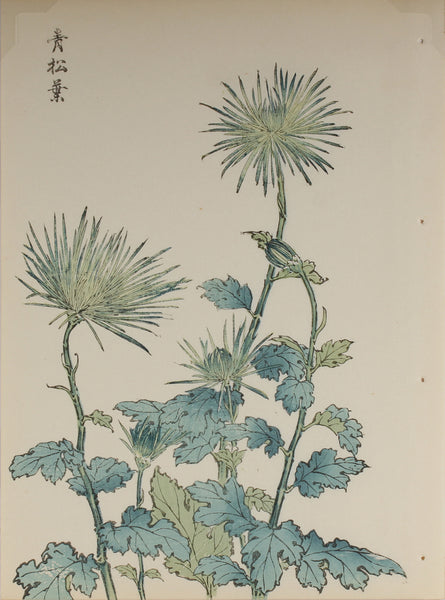 100 chrysanthemums by Keika - p29