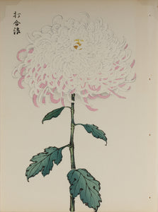 100 chrysanthemums by Keika - p30
