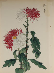 100 chrysanthemums by Keika - p3