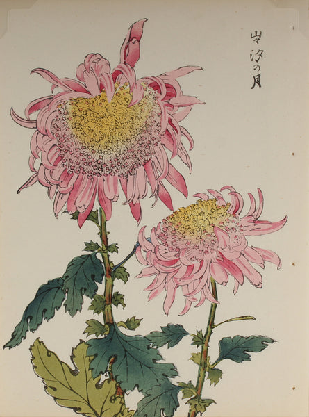 100 chrysanthemums by Keika - p31
