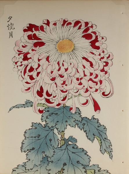 100 chrysanthemums by Keika - p32