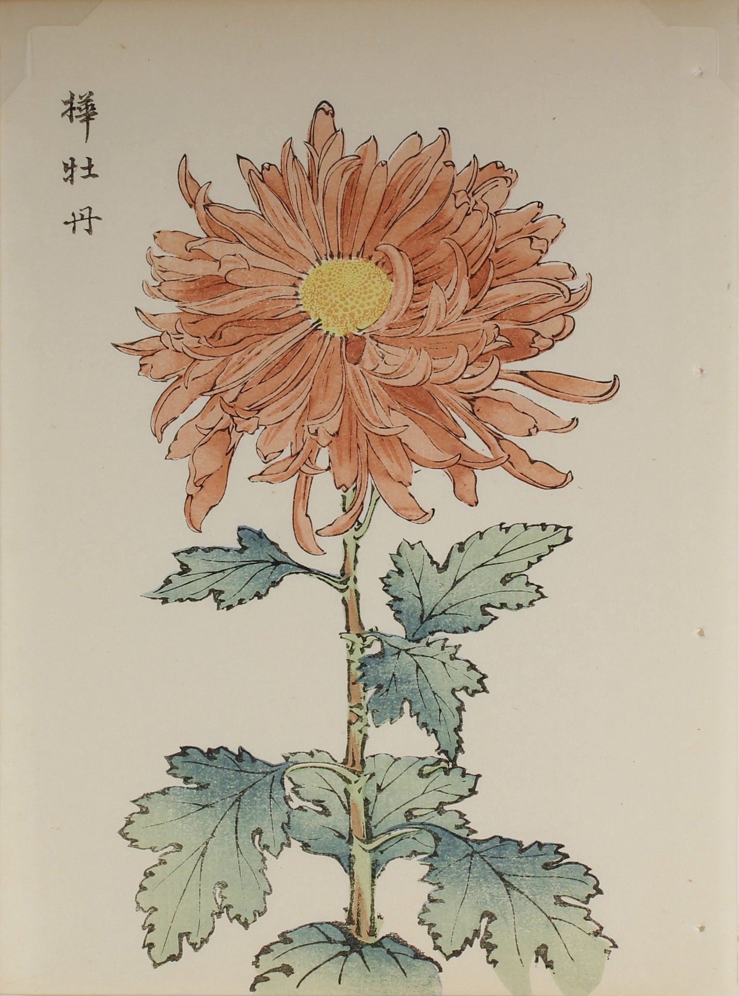 100 chrysanthemums by Keika - p33