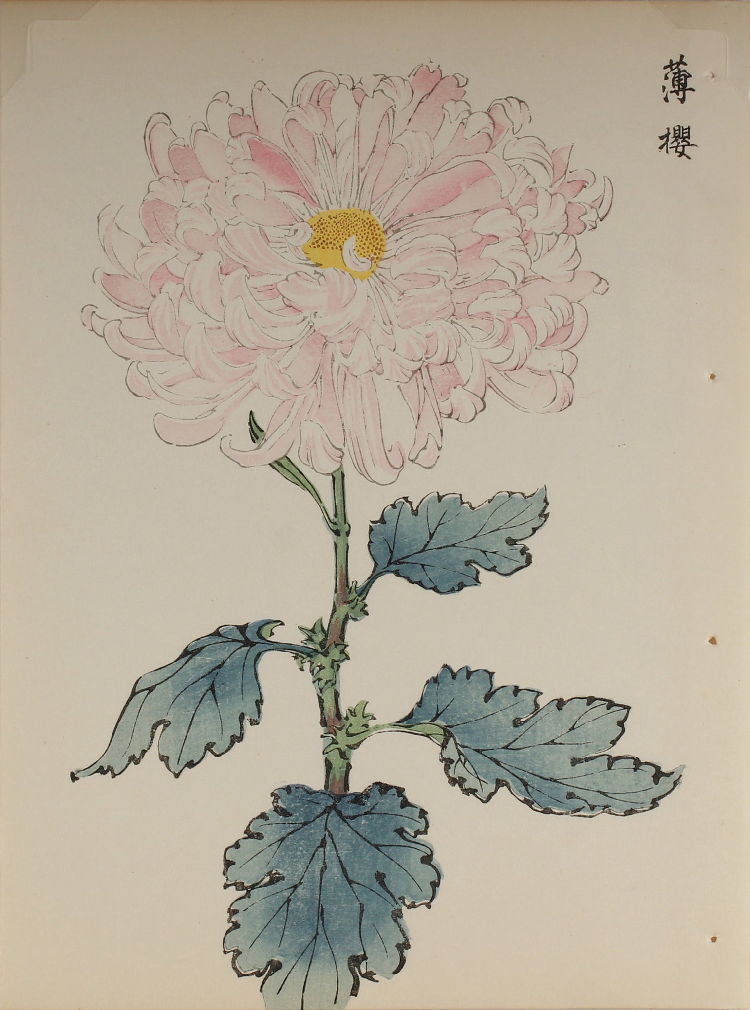 100 chrysanthemums by Keika - p34