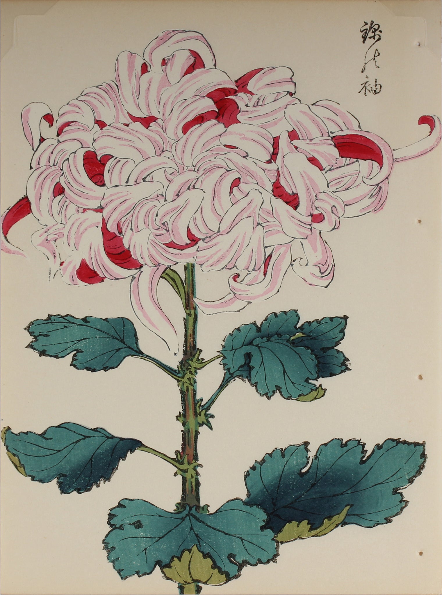 100 chrysanthemums by Keika - p35