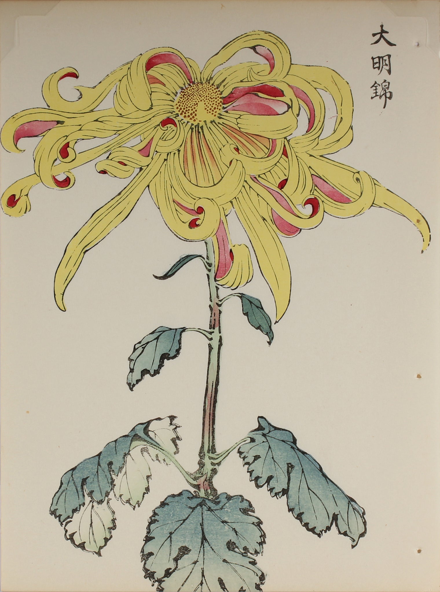 100 chrysanthemums by Keika - p36