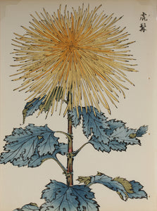 100 chrysanthemums by Keika - p37