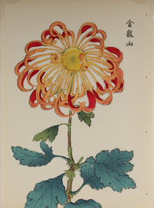 100 chrysanthemums by Keika - p38