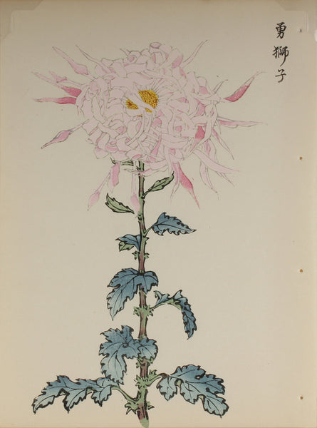 100 chrysanthemums by Keika - p39