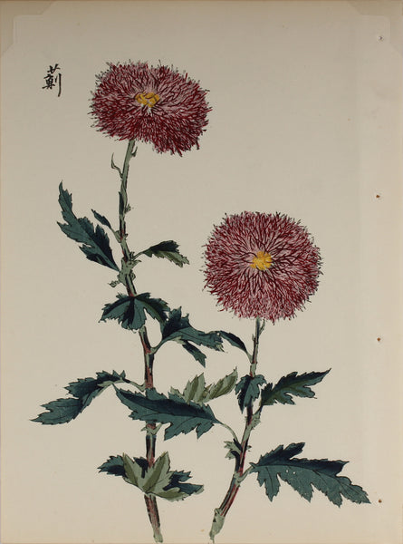 100 chrysanthemums by Keika - p4