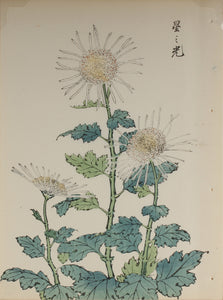 100 chrysanthemums by Keika - p42