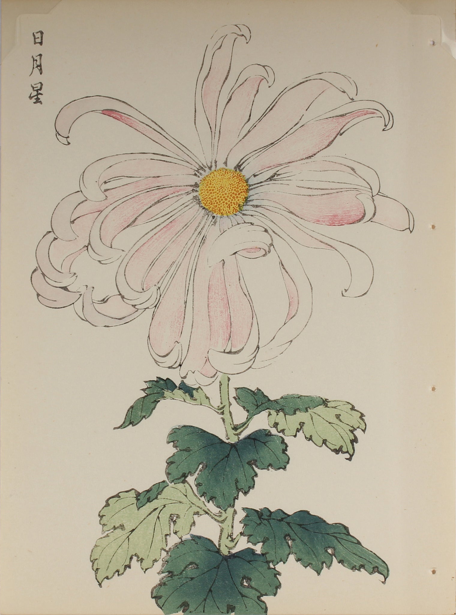 100 chrysanthemums by Keika - p43