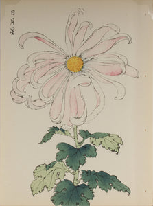 100 chrysanthemums by Keika - p43