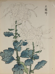 100 chrysanthemums by Keika - p44