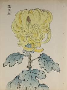 100 chrysanthemums by Keika - p46
