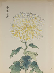 100 chrysanthemums by Keika - p48