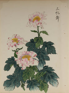 100 chrysanthemums by Keika - p5