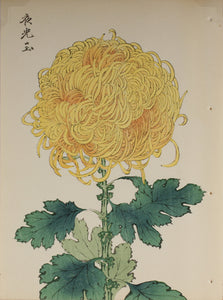 100 chrysanthemums by Keika - p50