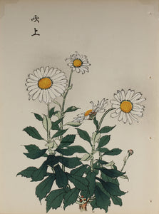 100 chrysanthemums by Keika - p51