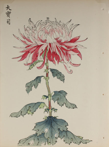 100 chrysanthemums by Keika - p53