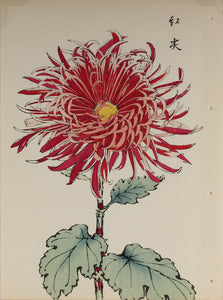 100 chrysanthemums by Keika - p54