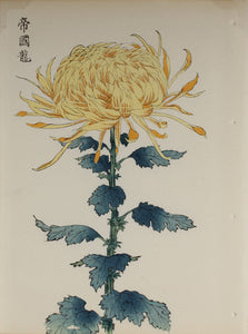 100 chrysanthemums by Keika - p55