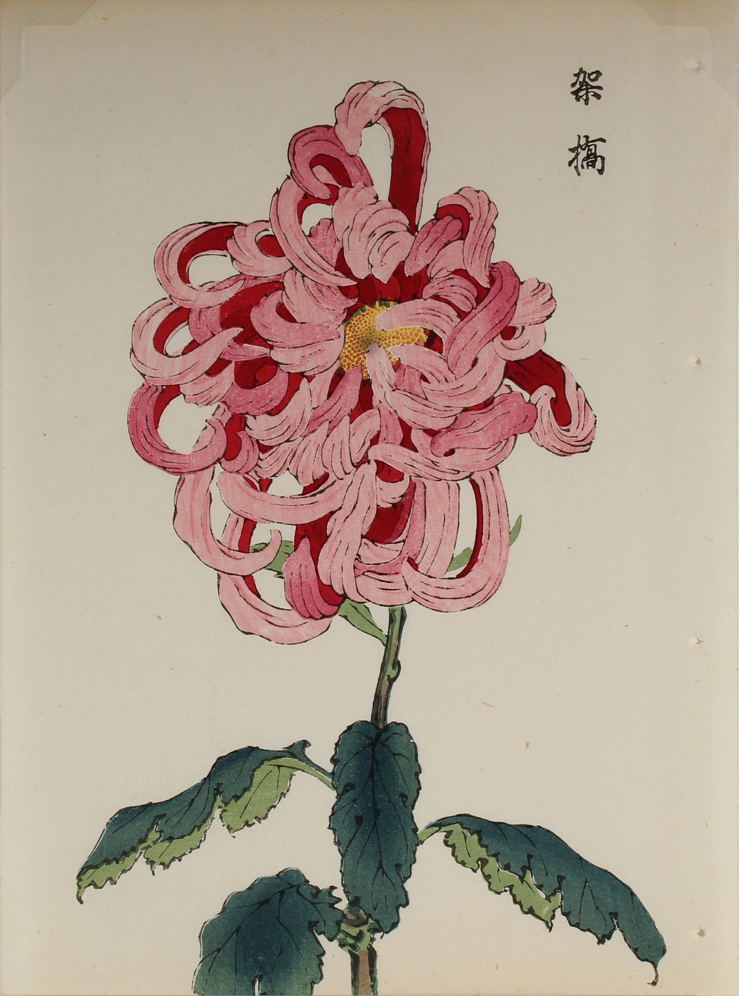 100 chrysanthemums by Keika - p57