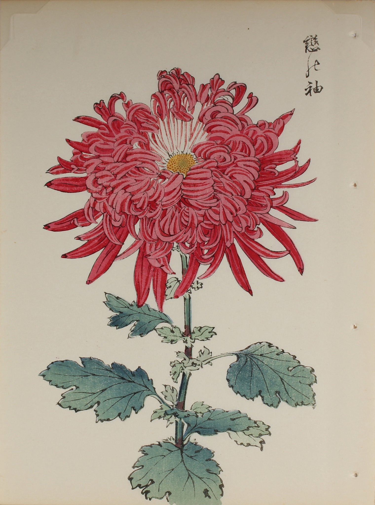 100 chrysanthemums by Keika - p56