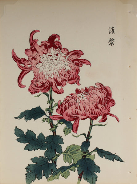 100 chrysanthemums by Keika - p58