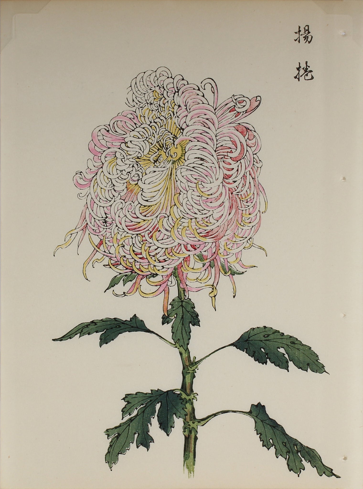 100 chrysanthemums by Keika - p59