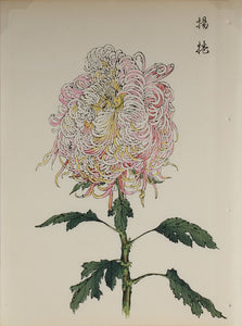 100 chrysanthemums by Keika - p59