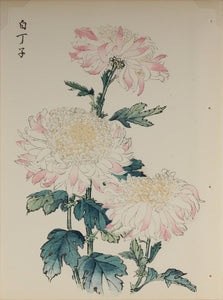 100 chrysanthemums by Keika - p6