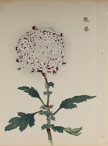 100 chrysanthemums by Keika - p60
